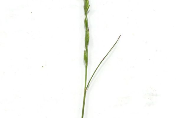 Gravel fescue