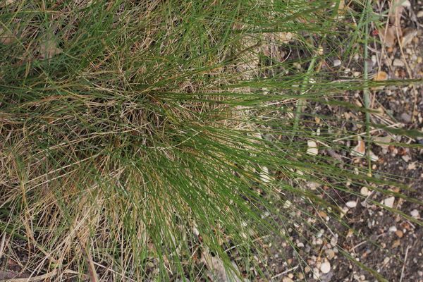 Confused fescue