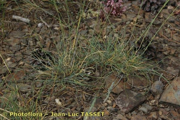Blue fescue