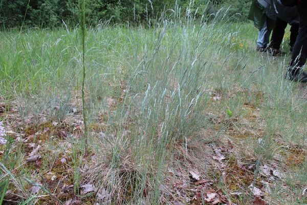 Festuca marginata