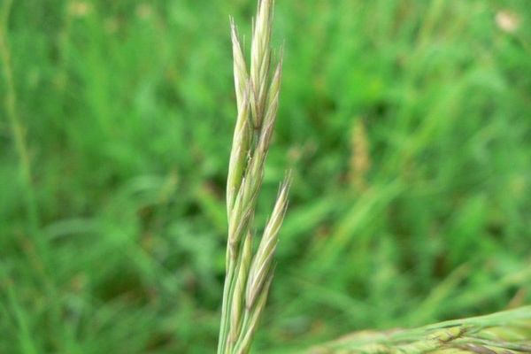 Chewing fescue