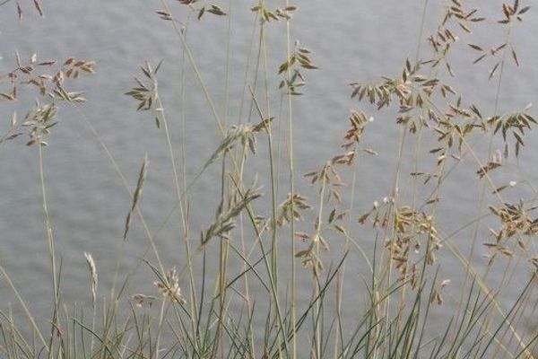 Festuca pallens