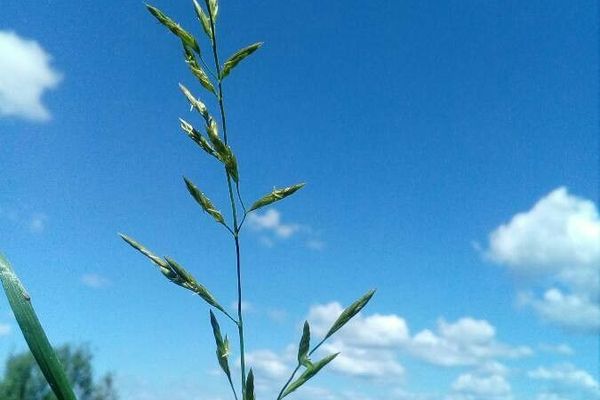 Meadow fescue