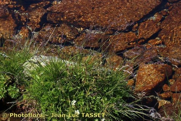 Festuca rivularis