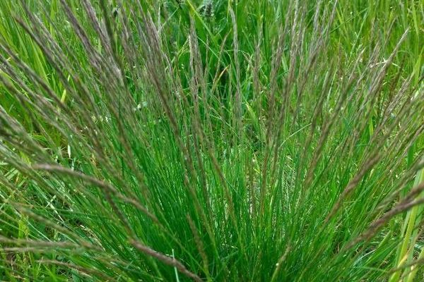 Festuca rupicola