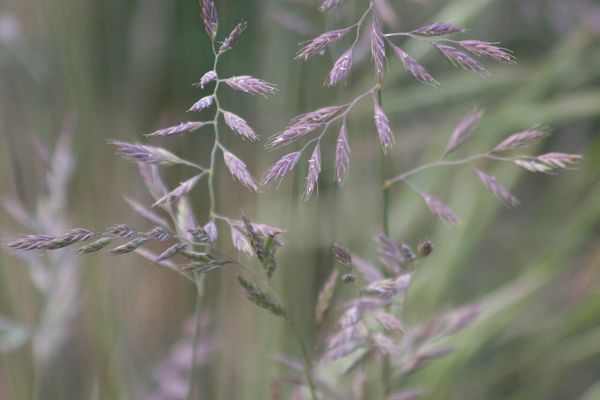Hard fescue