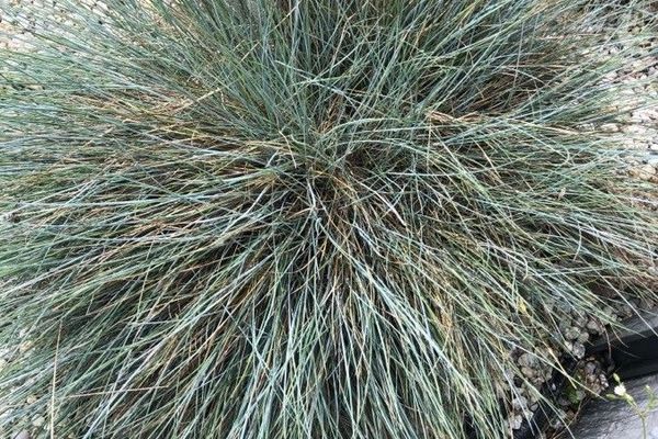 Volga fescue