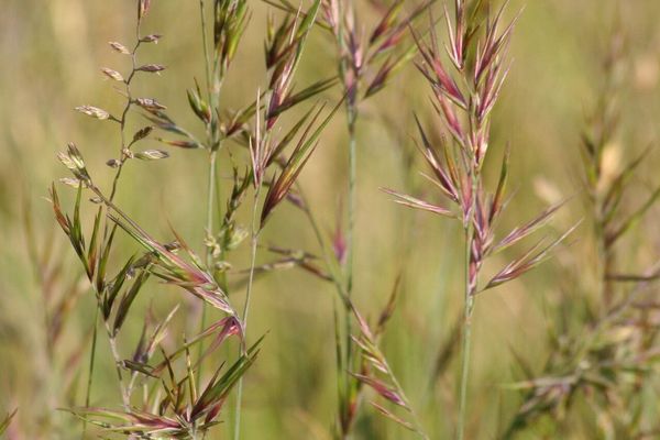 Viviparous sheep's-fescue