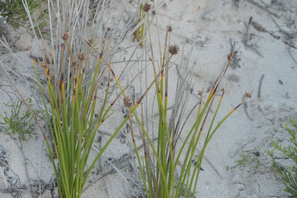 Ficinia nodosa