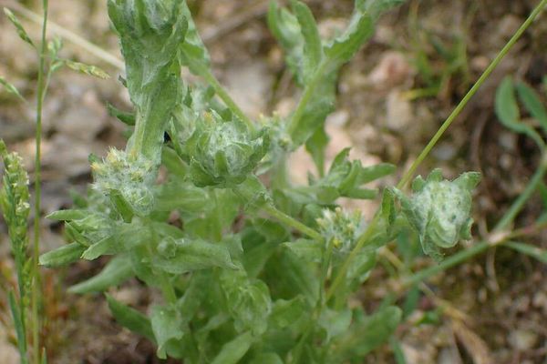 Field cotton-rose