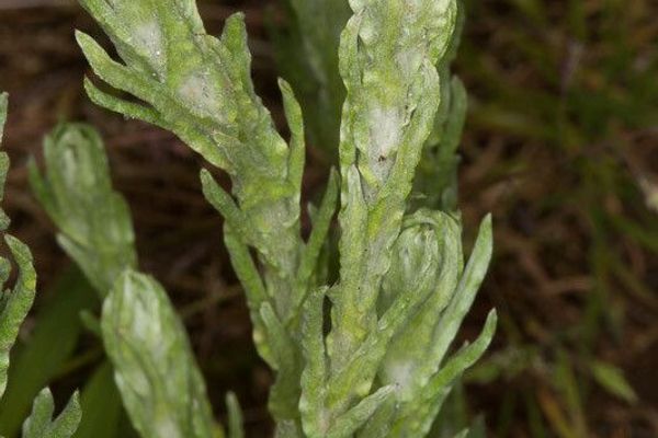 Broad-leaved cudweed