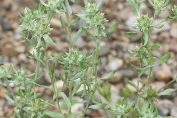 Red-tipped cudweed