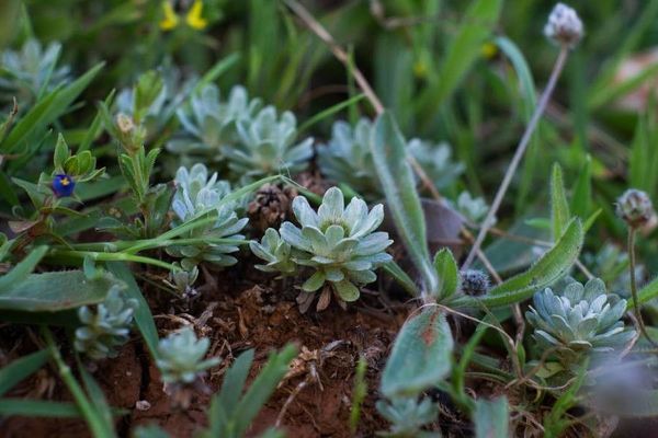 Pygmy cudweed