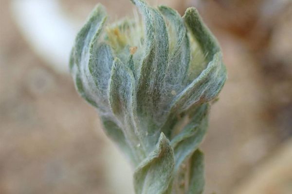Broad-leaved cudweed