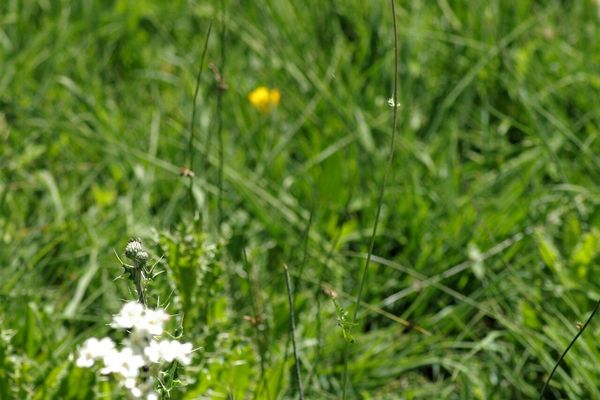 Dropwort