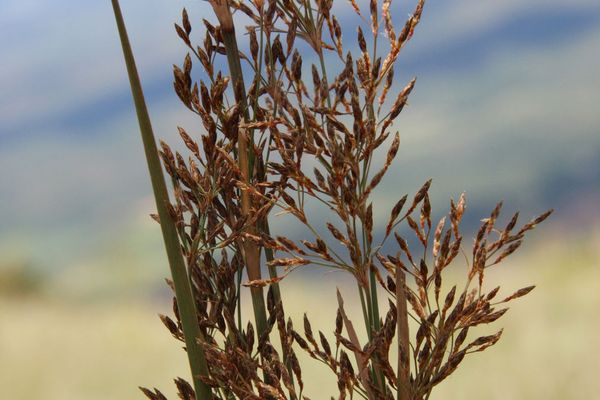 Fimbristylis autumnalis