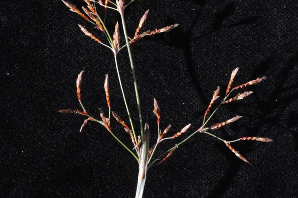 Fimbristylis complanata