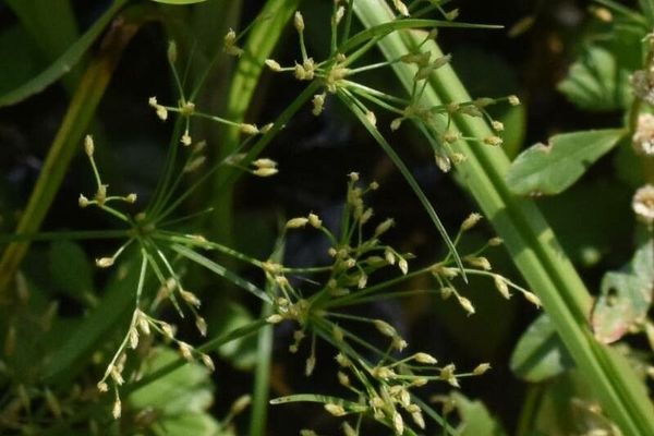 Grass-like fimbristylis