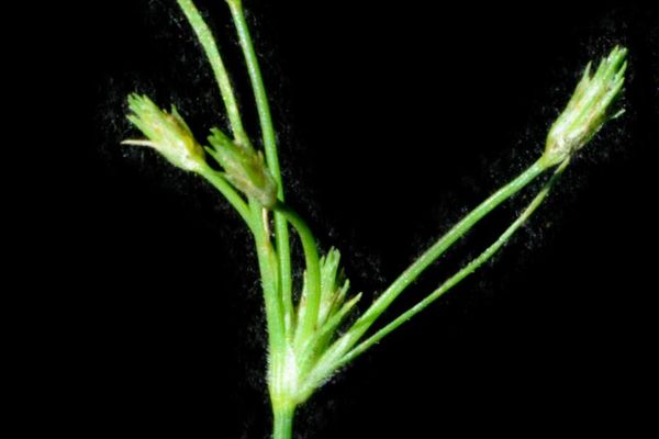 Fimbristylis squarrosa