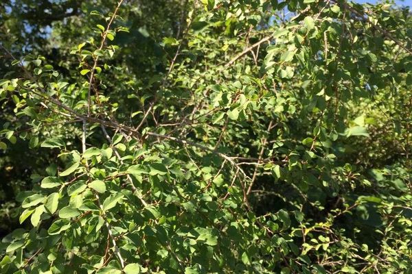 Common bushweed