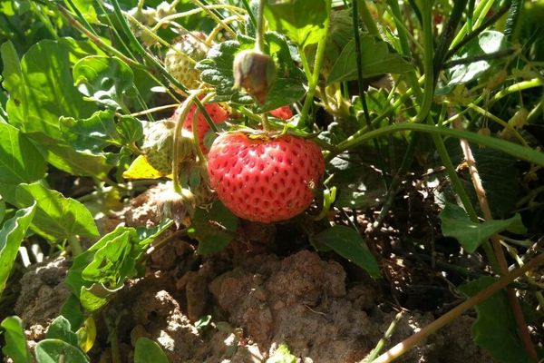 Garden strawberry