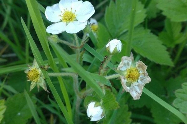 Hautbois strawberry