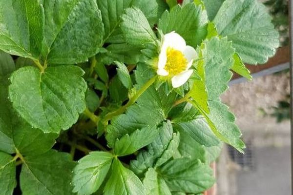 Scarlet strawberry