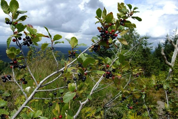 Alder buckthorn