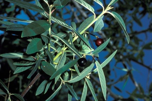 California buckthorn