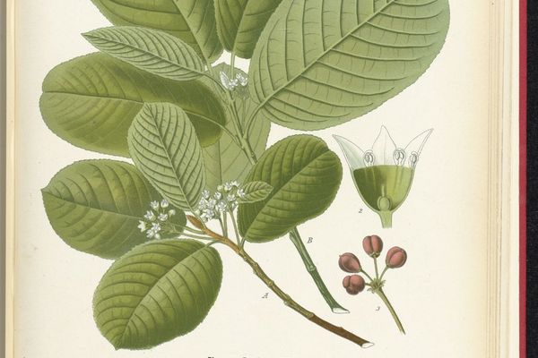 Frangula purshiana