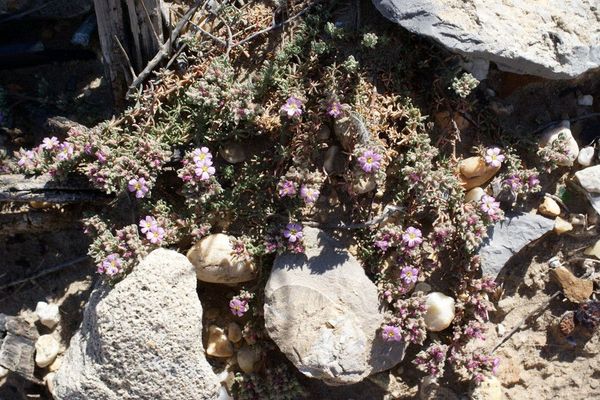 Hairy sea-heath