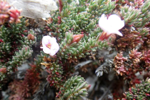 Sea-heath