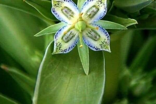 Elkweed