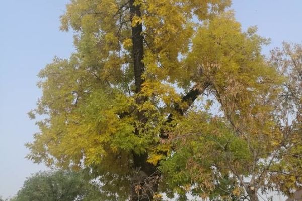 Desert ash