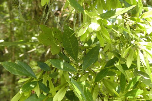 Florida ash