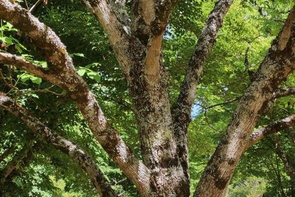 Chinese ash