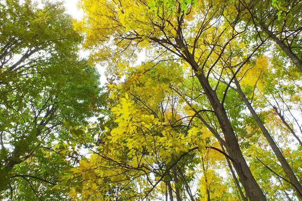 Green ash