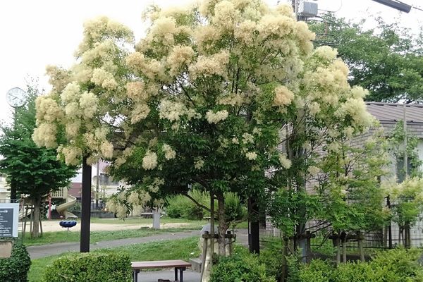 Chinese flowering ash