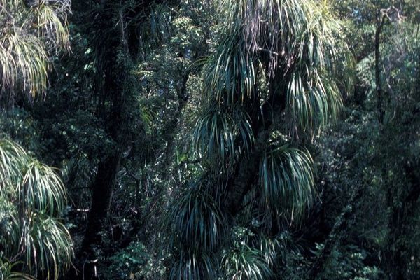 Freycinetia banksii