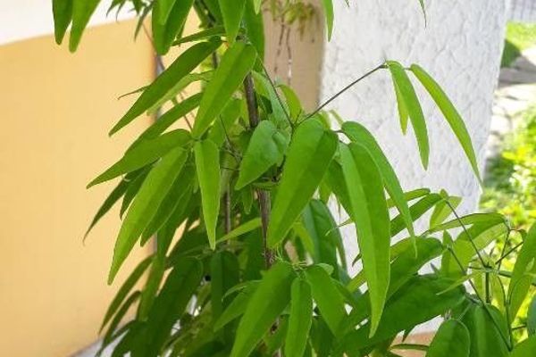 Cricketvine