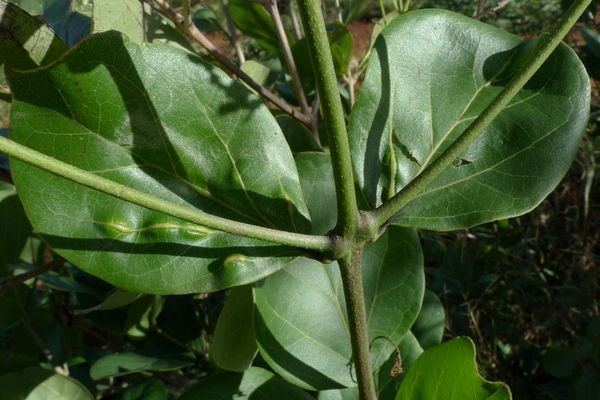 Fridericia platyphylla