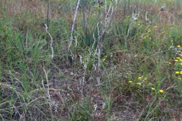 Florida snake-cotton