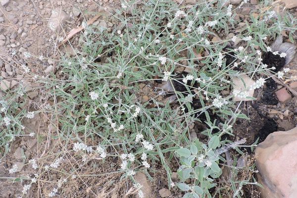 Slender snake-cotton