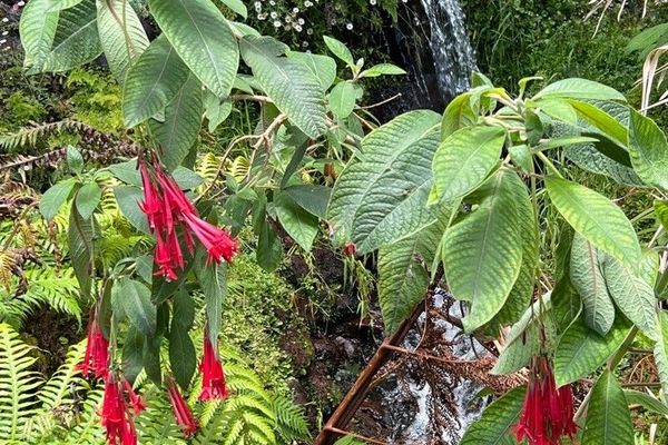Bolivian fuchsia