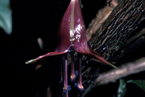 Tree fuchsia