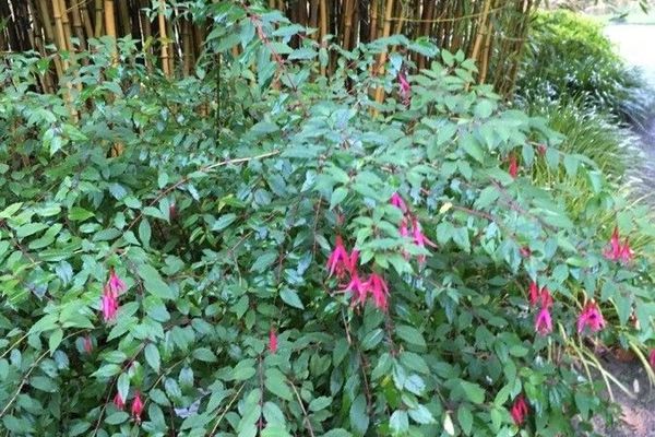Fuchsia