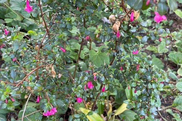 Fuchsia microphylla