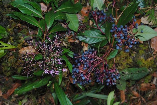 Shrubby fuchsia