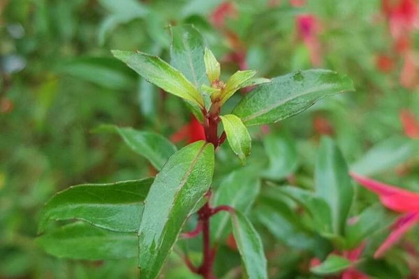 Fuchsia regia
