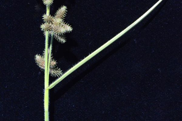 Fuirena ciliaris